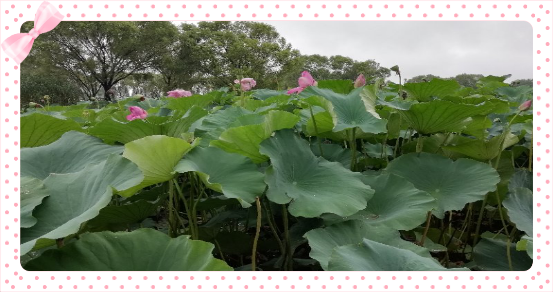 1531811598171907.png 图片4.png