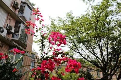 1577760395867066.jpg t010a74dc55a49482eb.jpg